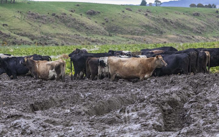 020818 Photo: Richard Cosgrove / Fish & Game NZ
Southland Fish & Game field trip looking at winter grazing and break feeding practices