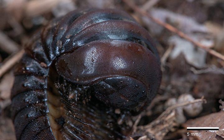 Largest Ever Millipede Fossil Found On English Beach Rnz News