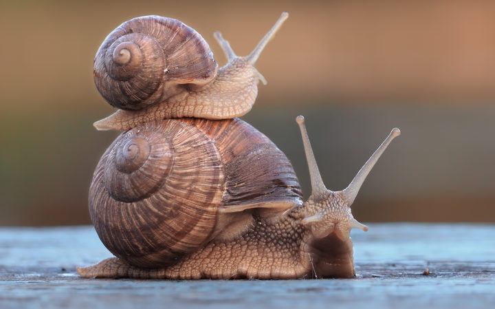 Australian Snail Farmer Struggling To Keep Up With Demand Rnz News