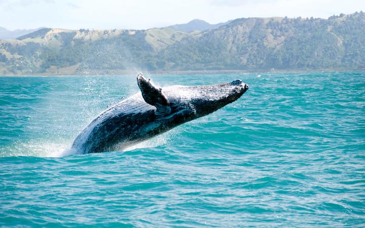 Whale Watch Kaikōura Expands With Unique New Boat Following Post