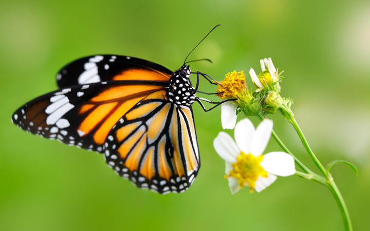 Mexican monarch butterfly activist Homero Gomez found dead | RNZ News