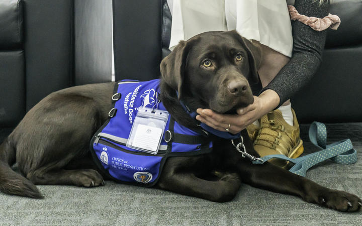 National Party calls for courtroom dogs for victim stress relief