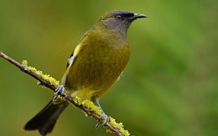 How to identify New Zealand birds by their song | RNZ