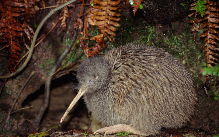 Kiwi sanctuary so successful it's moving birds out | RNZ