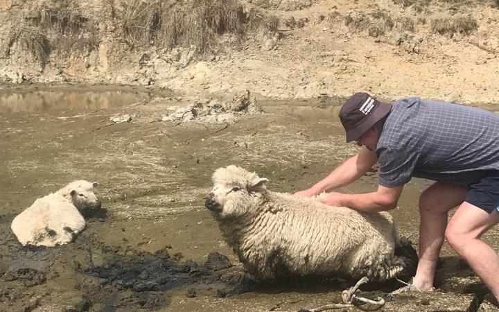 Drought hit Hawkes Bay Farmer Mark Warren pulling sheep out of a dried up dam. 