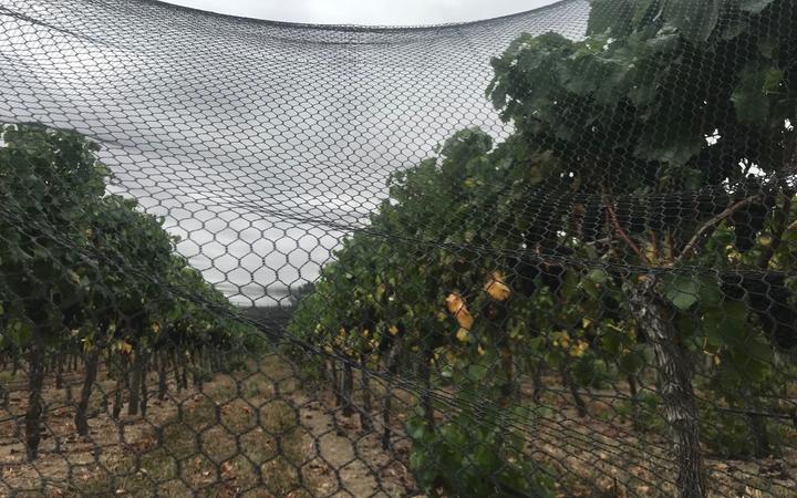 Grapes ready for harvest in Martinborough