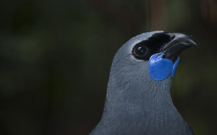 Kōkako. 