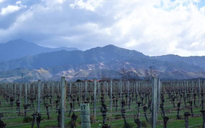 Increasing numbers of plantings in the "low vigour" old clay soils on the hillside slopes of the southern Wairau Valley are producing high-quality pinot noir and chardonnay plantings. (Photo of Wairau Vineyard