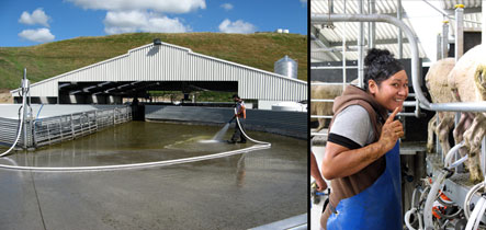 Mere milking on the 80 bale rotary - Waituhi Kuratau Trust Sheep Milking Rotary shed near Turangi.