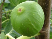 Fig