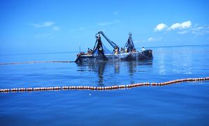 purse seine fishing