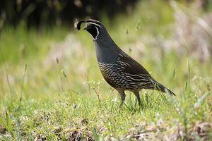 California Quail by Tim Musson