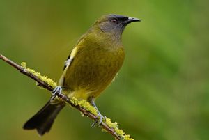 Bellbird by Craig McKenzie