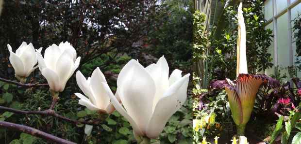 Magnolia and Titan Arum