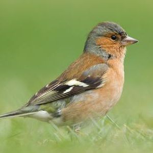 Chaffinch by Neil Fiztgerald