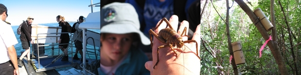 A release of wetapunga on Tiritiri Matangi Island