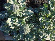 Broccoli plants