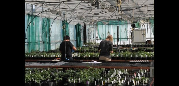 Hops Research at Crop and Food Motueka.