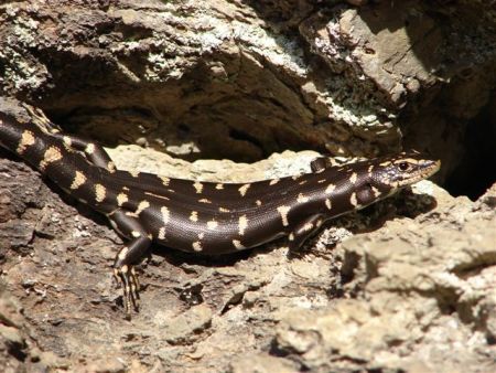 Otago skink basking on rock