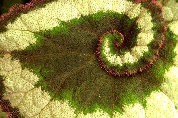 Begonia leaf