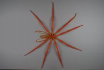 A sea spider collected from the 285m on the Ross Sea shelf. These are predators of bryozoans and hydroids. They are more common and far larger in the Antarctic than anywhere else in the world's oceans. This specimen is 250mm across.