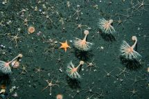 Abundant sea pens and ophiuroids at 150mn depth adjacent to Scott Island.