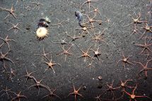 Brittle Stars and notothenoid fish at 150m depth adjacent to Scott Island