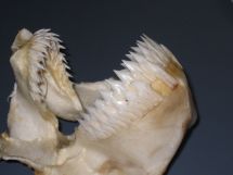 Seal shark jaw