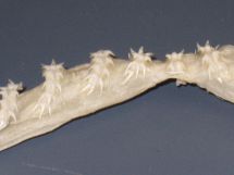 Frill shark teeth