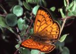 Butterfly_Lycaena salustius male