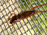 Tree Weta