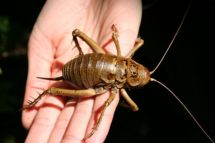 Giant Cook Strait Weta