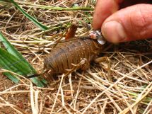 Giant Cook Strait Weta