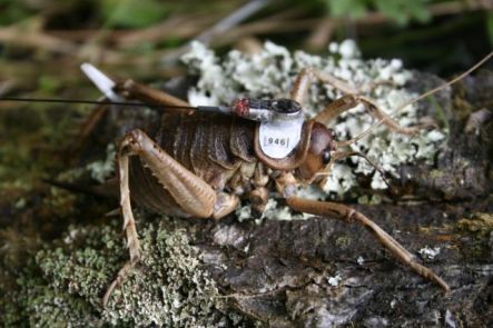 Cook Strait Giant Weta fitted with radio transmitter