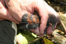 North Island saddleback chick being banded at Karori Sanctuary