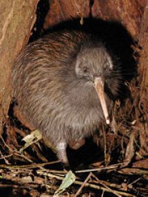 North Island brown kiwi