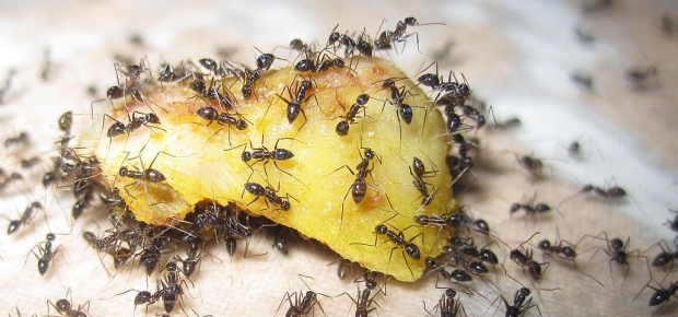 Ants eating food