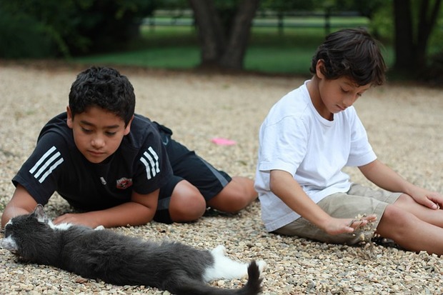 school age boys playing with cat and pebbles