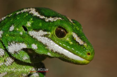 Jewelled gecko