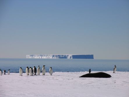 Penguins and seals at the edge of sea ice in Antarctica