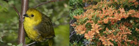 Mohua or yellowhead, and mass of silver beech flowers