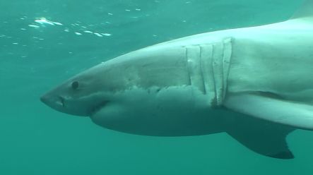 Male great white shark known as Barney