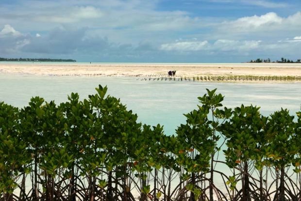 harvesting at low tide