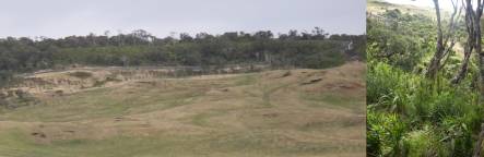 Predator proof fence surrounding bush in the Sweetwater Covenant, and regenerating bush inside the fence