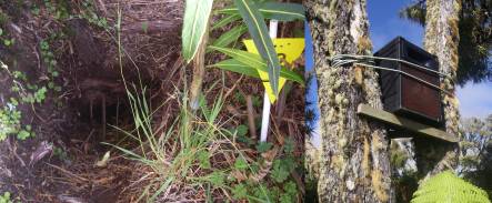 Sticks across a burrow entrance are a simple method of determining if a bird has visited, and loud speaker in tree plays recorded calls to attract passing birds