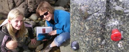 Claire Ballance and Sue Hallas fossicking in a rock pool, and limpets and red bead anemone under a rock