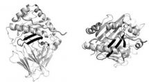 The MHC molecule produced when a transplanted kidney is being rejected