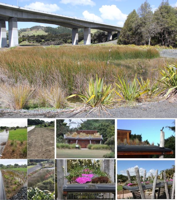 Auckland storm water wetland