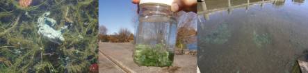 The unusual clumps of the blue green algae Microcystis wesenbergii sank as the bloom collapsed after a few days