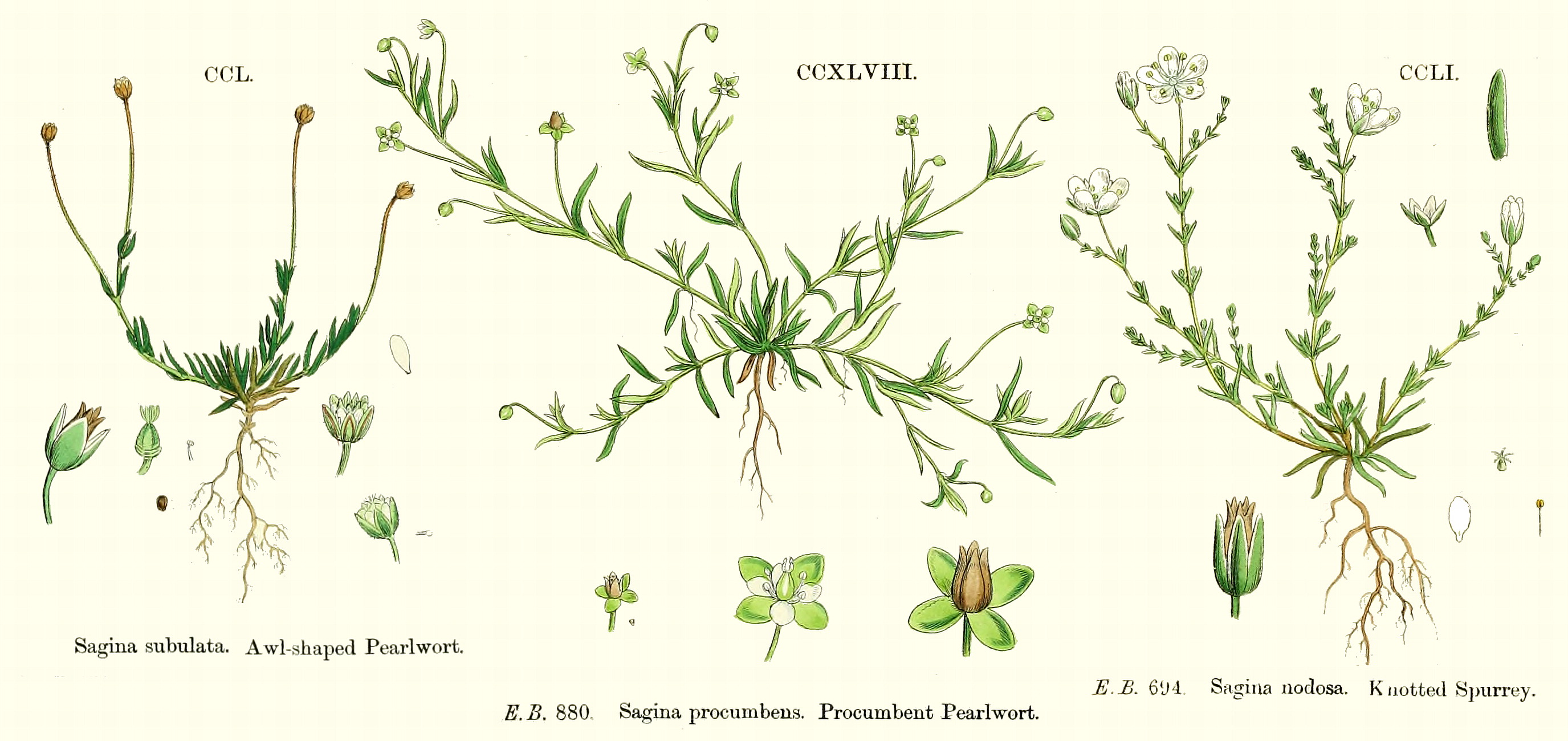 Sagina procumbens